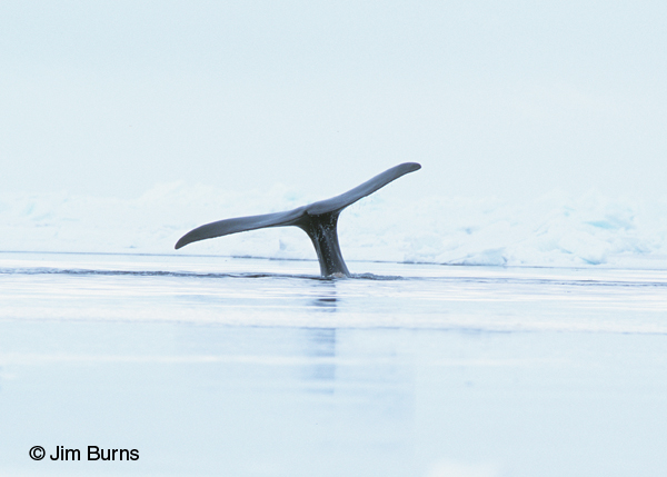 Bowhead Whale tail flukes