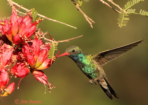 The late blooming Karoo Boer-Bean Tree blossoms on the Main Trail compete with the vibrant colors of a visiting male Broad-billed Hummingbird.