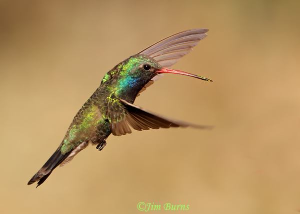 Broad-billed Hummingbird male in flight--2550