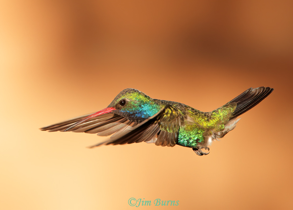 Broad-billed Hummingbird male in flight--3781