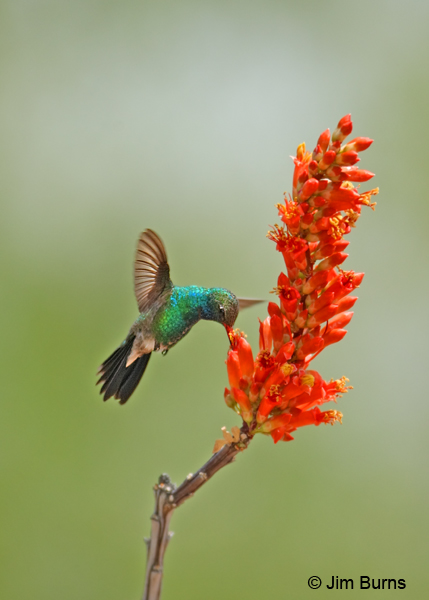Broad-billed Hummingbird male at Ocotillo