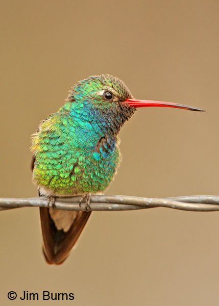 Broad-billed Hummingbird male on fencewire