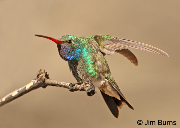 Broad-billed Hummingbird male stretching