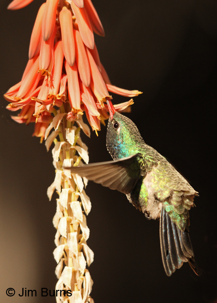 Broad-billed Hummingbird male at Aloe, vertical