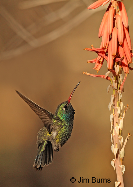 Broad-billed Hummingbird male at Aloe