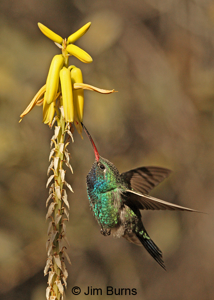 Broad-billed Hummingbird male at yellow Aloe