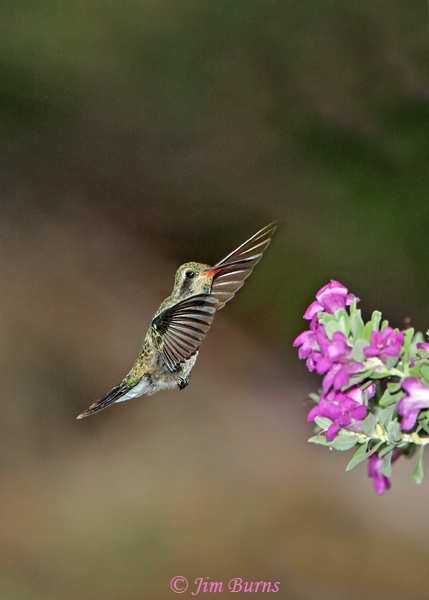 Broad-billed Hummingbird female at Texas Sage