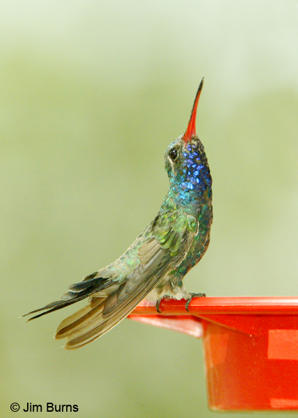 Broad-billed Hummingbird jewels