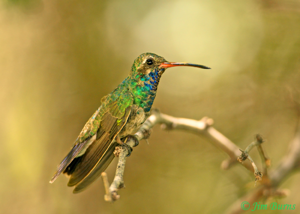Broad-billed Hummingbird subadult male