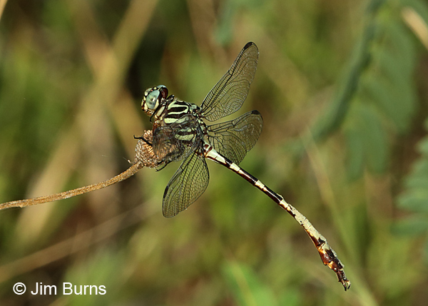 Broad-striped Forceptail male with dirt on abdomen, Travis Co., TX, August 2017