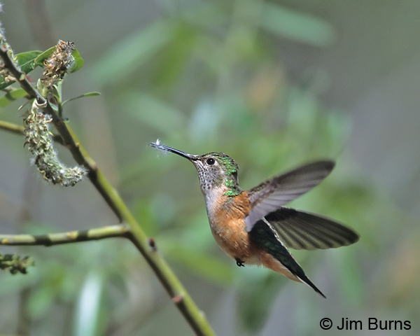 Broad-tailed Hummingbird female gathering nesting material