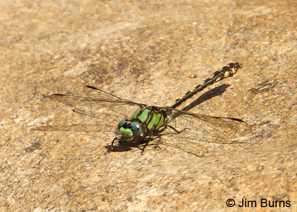 Brook Snaketail male, Washington Co., ME, July 2014