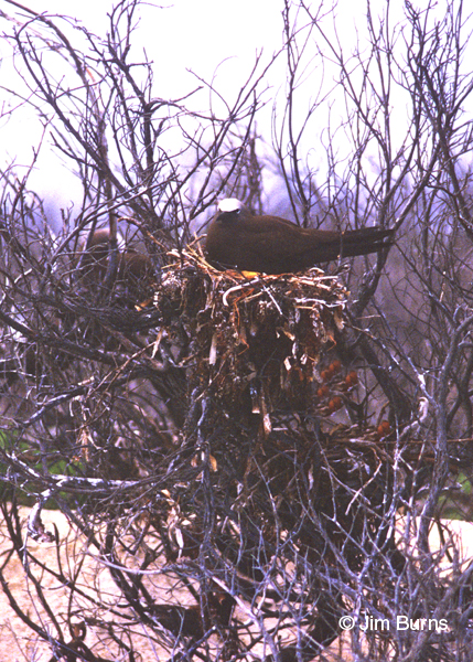 Brown Noddy on nest