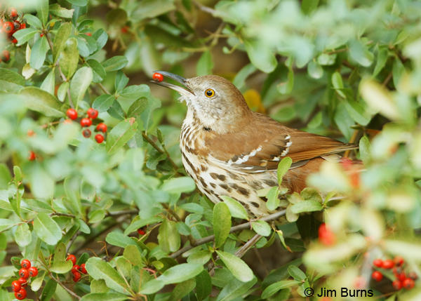 Brown Thrasher in Pyracantha