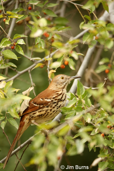 Brown Thrasher ventral view