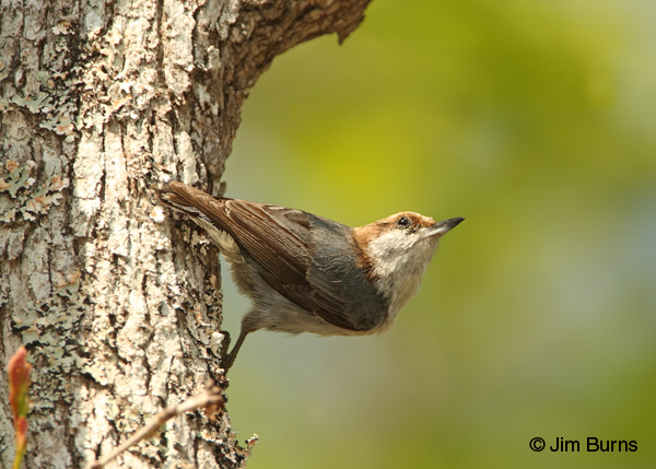 Brown-headed Nuthatch in traditional pose