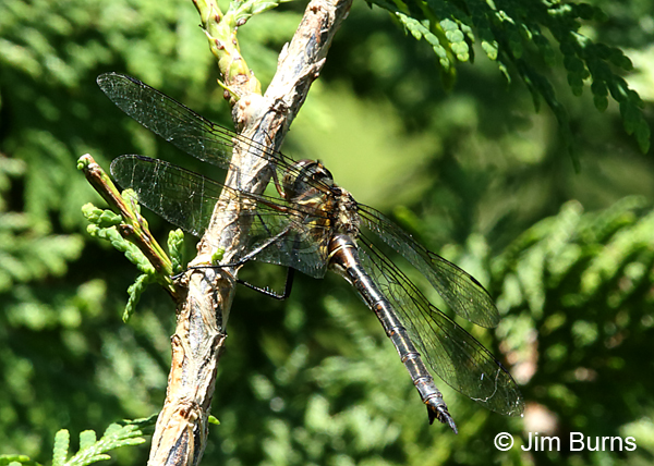 Brush-tipped Emerald female, Door Co., WI, July 2017