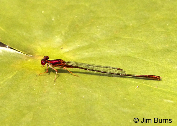 Burgundy Bluet male, Chesterfield Co., SC, May 2014