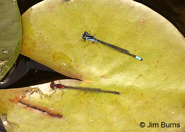 Burgundy and Skimming Bluets share a lilypad, Chesterfield Co., SC, May 2014
