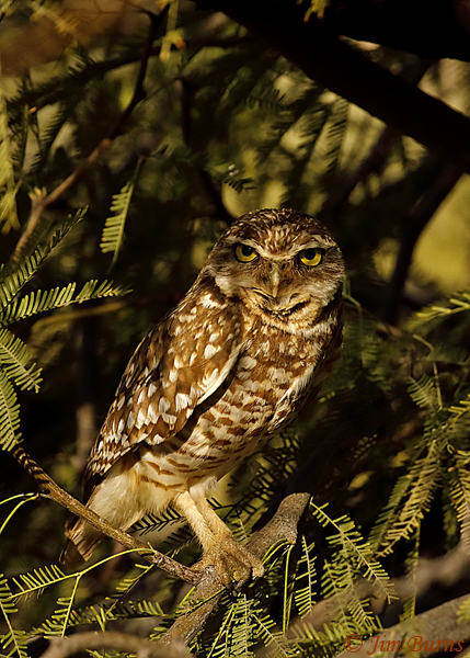 Burrowing Owl with blood on its beak--9438