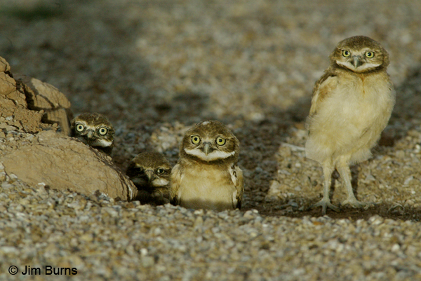 Burrowing Owl 4 siblings