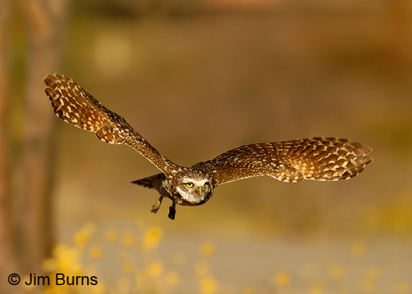 Burrowing Owl 7368