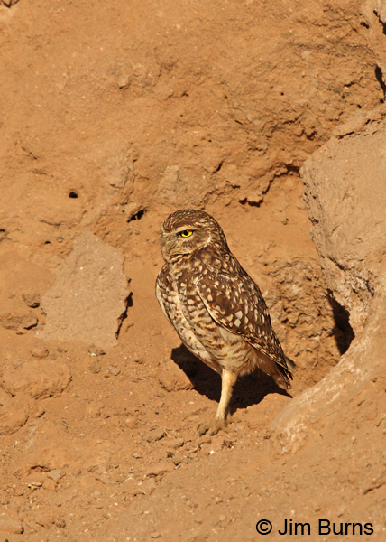 Burrowing Owl at home on canal bank