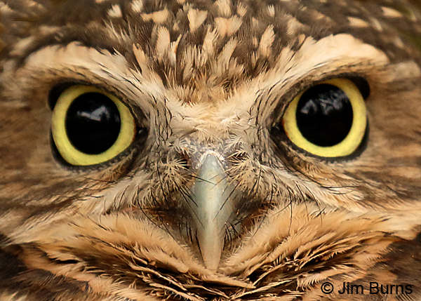 Burrowing Owl close-up