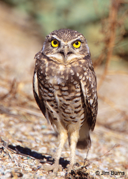 Burrowing Owl headlights
