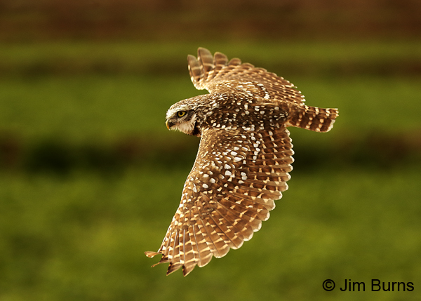 Burrowing Owl in flight horizontal