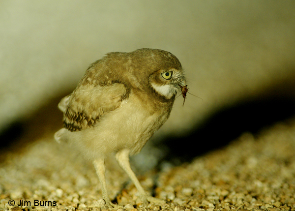 Burrowing Owl juvenile with roach