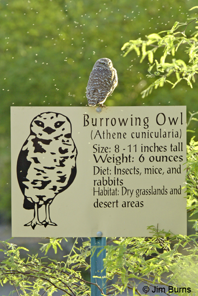 Burrowing Owl natural history