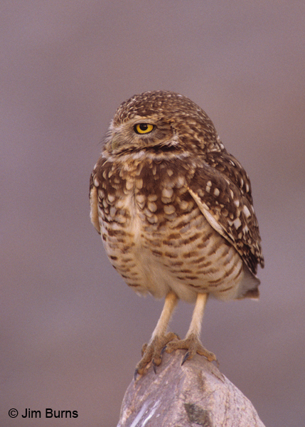 Burrowin Owl on rock