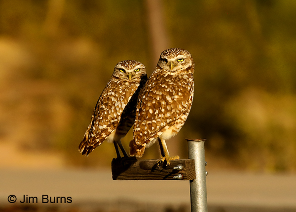 Burrowing Owls 7352, Burrowing owl is the only owl species that does not exhibit reversed sexual size dimorphism; that's the male on the right