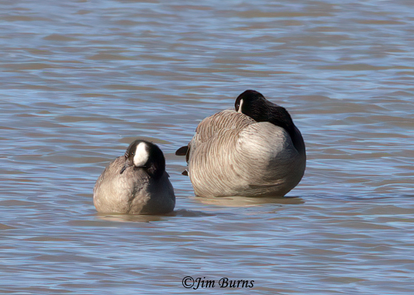 Cackling Goose, about half the size of the Canada on the right--9885