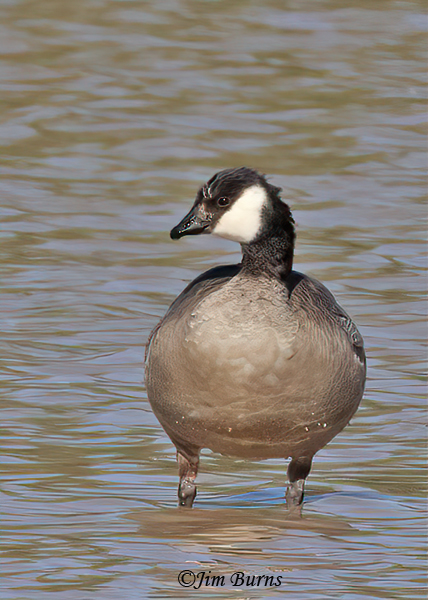 Cackling Goose ventral view--9985