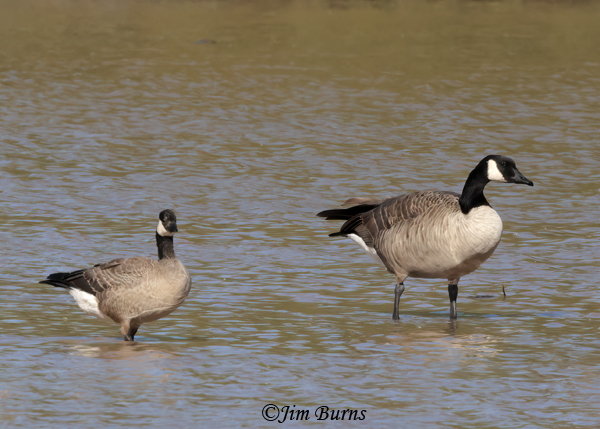 Cackling Goose (left) with Canada Goose for ize comparison--9993