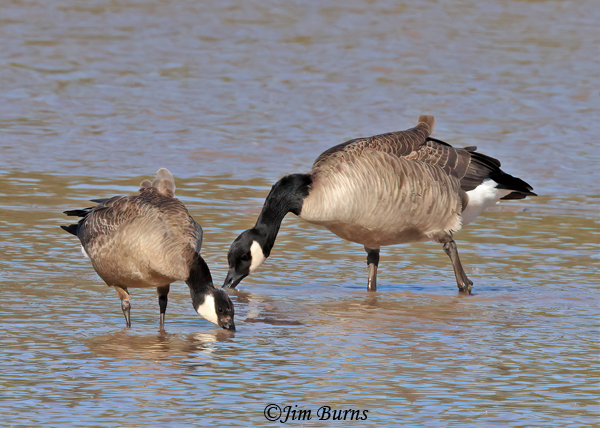 Cackling Goose (left) about the size of a Mallard--9999