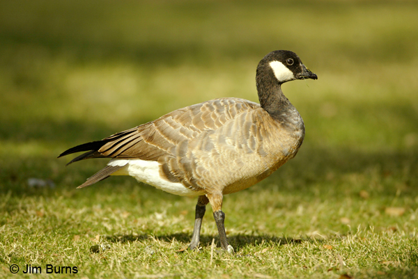 Cackling Goose in grass