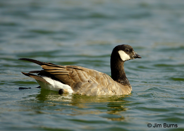 Cackling Goose on water