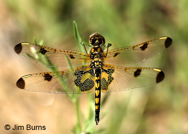 Calico Pennant female, Door Co., WI, July 2017