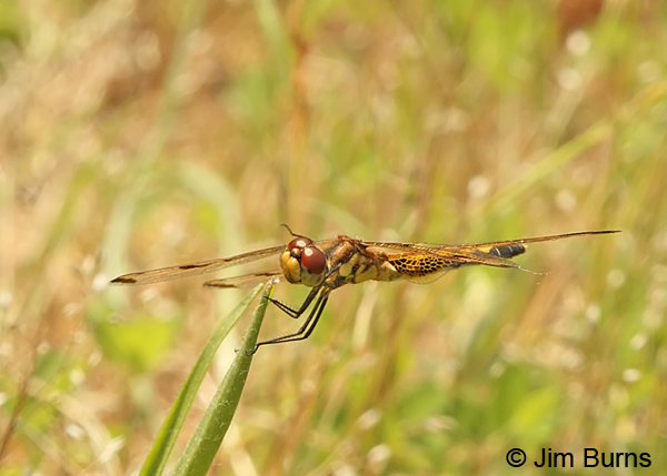 Calico Pennant female, Montgomery Co., AR, May 2013