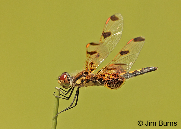 Calico Pennant female, Penobscot Co., ME, July 2014