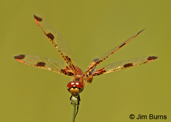 Calico Pennant female face shot, Penobscot Co., ME, July 2014