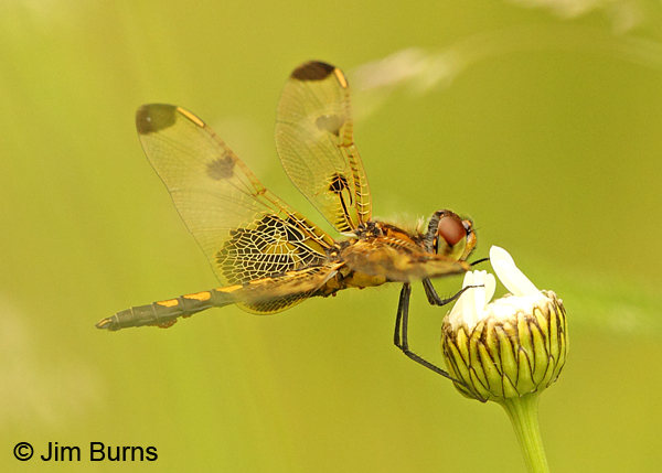 Calico Pennant immature male with water mites, Sawyer Co., WI, June 2014