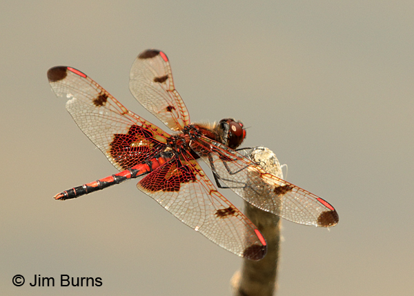 Calico Pennant male, Mecklenburg Co., NC, May 2017