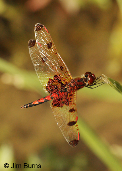 Calico Pennant male, Montgomery Co., AR, May 2013