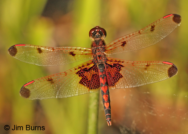 Calico Pennant male dorsal hearts, Montgomery Co., AR, May 2013