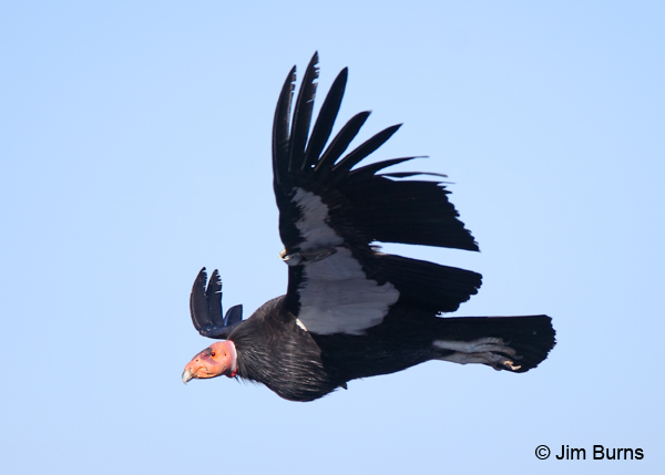 California Condor flight profile