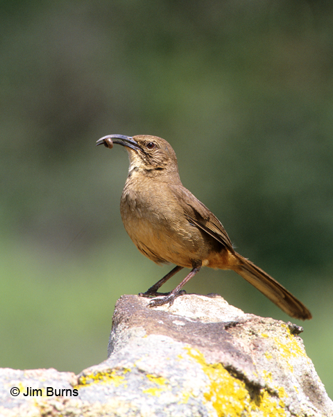 California Thrasher with worm